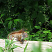 American Red Squirrel