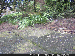 gct[1] - ghostly tree sparrow