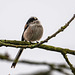 Long tailed tit