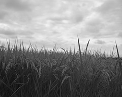 Ricefield
