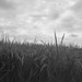 Ricefield