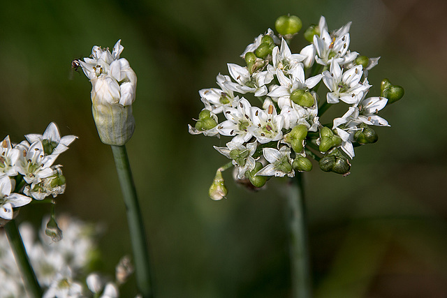 20140801 4596VRAw [D~E] Knoblauch (Allium sativum), Gruga-Park, Essen