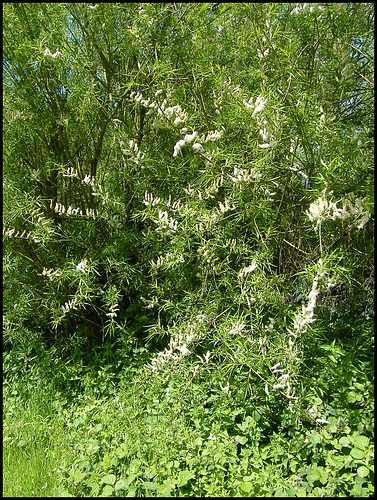 is this bamboo blossom?