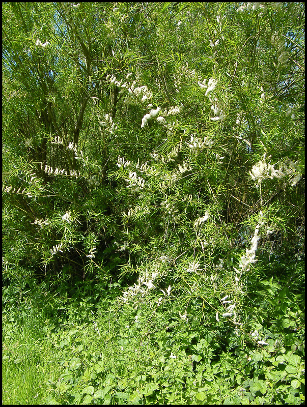 is this bamboo blossom?