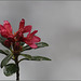 Rhododendron ferrugineux