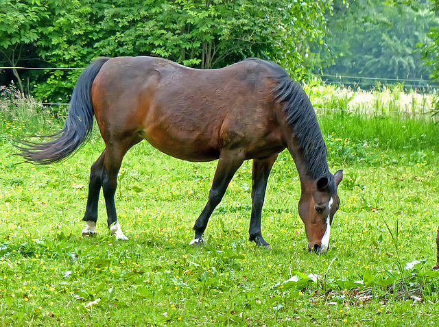 Horse