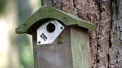 Blue Tit visiting Nestbox to feed (11 secs)