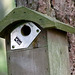 Blue Tit visiting Nestbox to feed (11 secs)