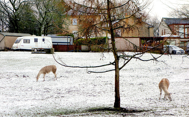 Snow Llamas.