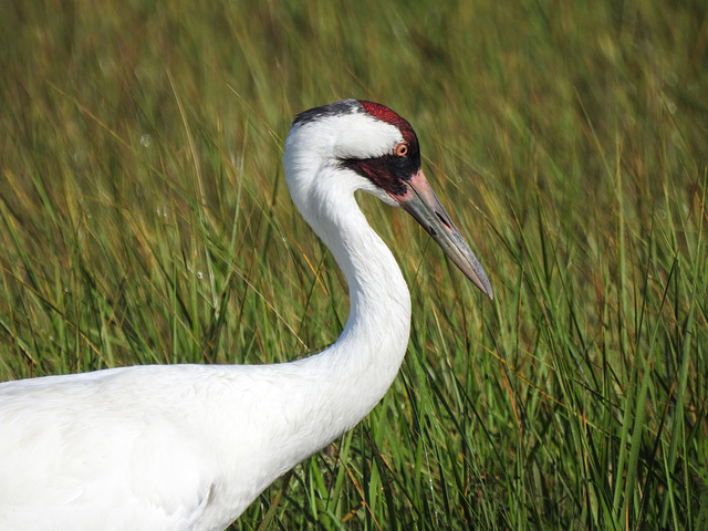 Day 3, Whooping Crane adult, Aransas, Texas