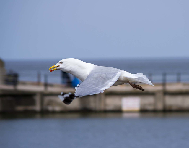 Gull photos, New Brighton (5)