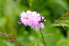 Ringelmücke auf einer Schlangen-Wiesenknöterich-Blüte