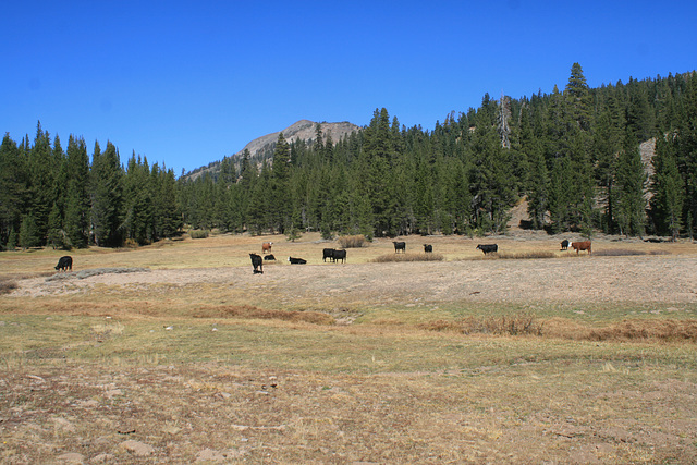 Ah, the sound of cowbells in the wilderness!