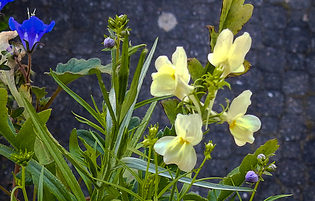 20210617 0937CPw [D~LIP] Marokkanisches Leinkraut (Linaria maroccana), Glockenblumen-Büschelschön (Phacelia campanularia), Balkonblumen, Bad Salzuflen