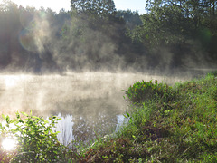 Fog on the pond