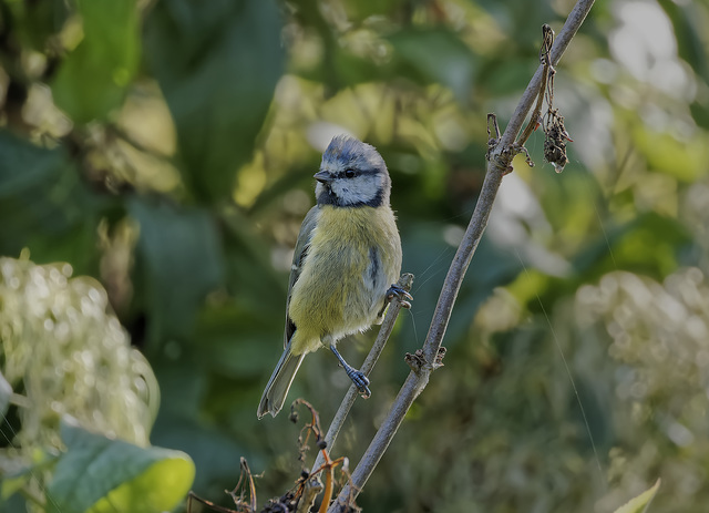 Blue Tit