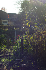 Allotment