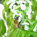 Bumble Bee loves Basil #2
