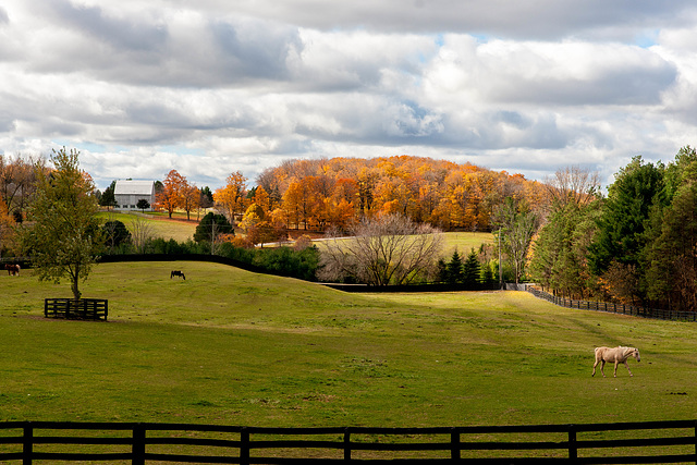 Horse Sanctuary