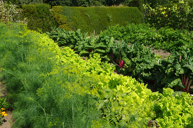 Dill, Lettuce, Chard