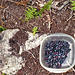 Blueberry Picking