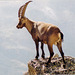 The King of Gran Paradiso Park - Look round