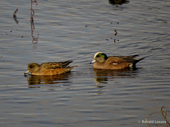 American wigeon - Anas americana