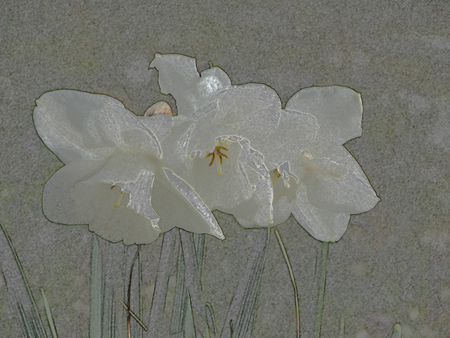 white daffodils