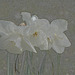 white daffodils