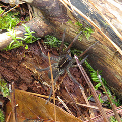 Wolf spider