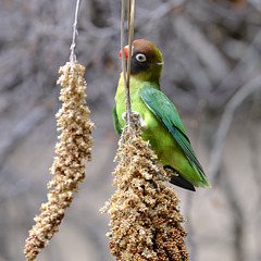 Grüner Vogel