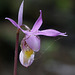 Calypso bulbosa var. americana