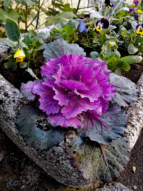 Brassica Oleracea