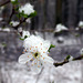 Wildkirschblüte mit Schneehaube