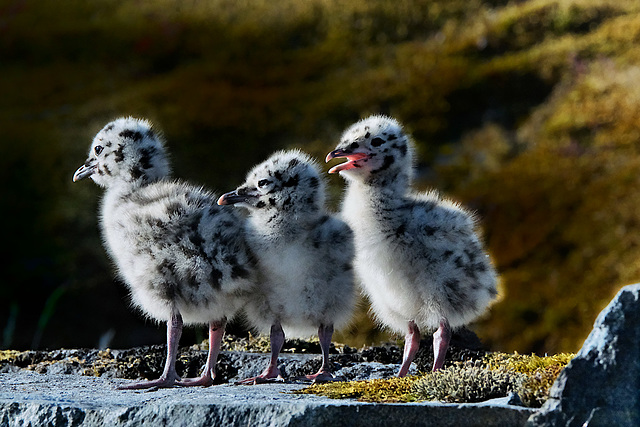 Dunenküken der Sturmmöwe (Larus canus)   /PIP/