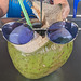 Noix de coco à lunettes / Spectacled coconut