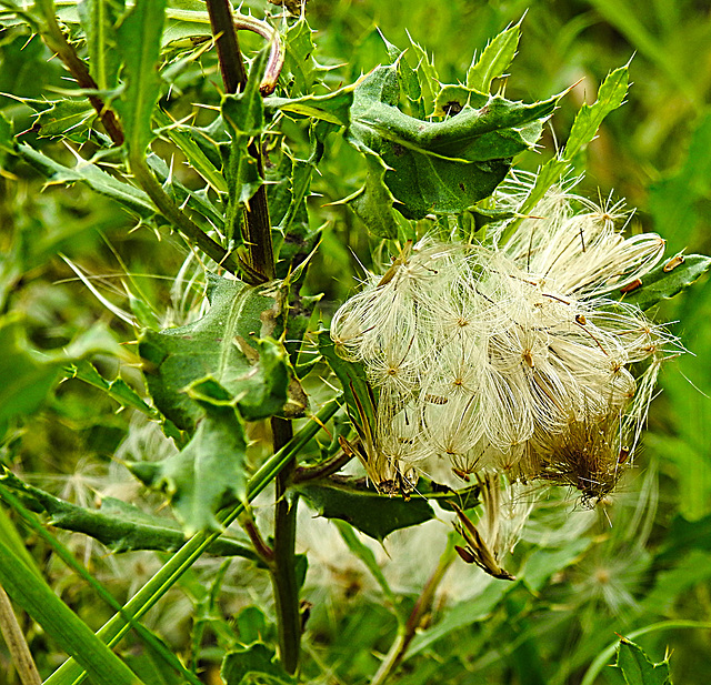 20230810 3776CPw [D~MS] Acker-Kratzdisel (Cirsium arvense), Rieselfelder Münster