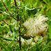 20230810 3776CPw [D~MS] Acker-Kratzdisel (Cirsium arvense), Rieselfelder Münster