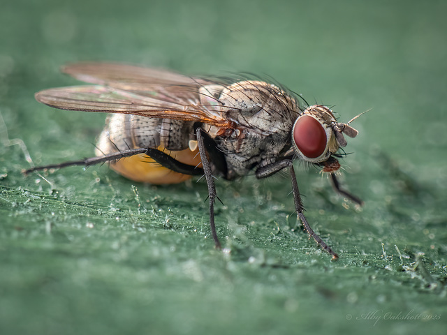 Cabbage Root Fly - Delia radicum