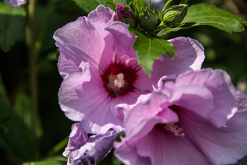 20140801 4598VRAw [D~E] Roseneibisch (Hibiscus), Gruga-Park, Essen