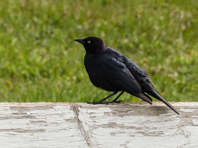 Brewer's Blackbird