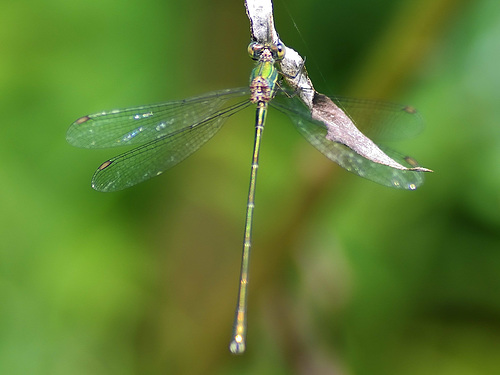 Western Willow Spreadwing m (Lestes viridis) DSB 1310