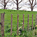Flowers Along Farm Fence.