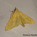 DR044 Condylorrhiza vestigialis (Alamo Moth)