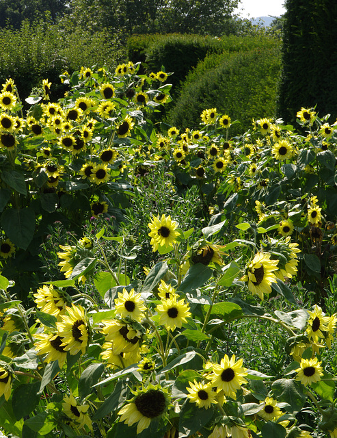 Sunflowers