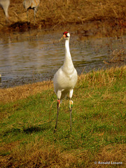 Whooping crane - Grus americana