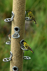 Busy feeder