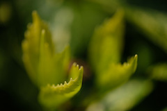 DSCF6470