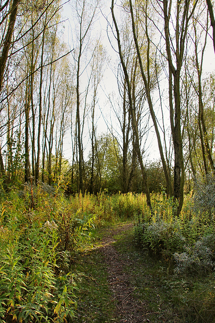 Wäldchen auf der Halde Radbod (Hamm-Bockum-Hövel) / 13.10.2019