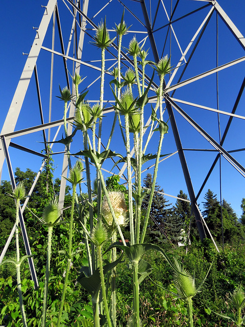8 ft. Tall Teasel plant